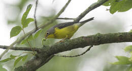 Слика од Cardellina canadensis (Linnaeus 1766)