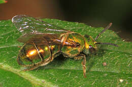 Image of Pure Green Augochlora