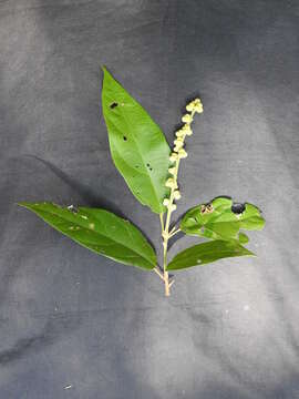 Croton persimilis Müll. Arg.的圖片