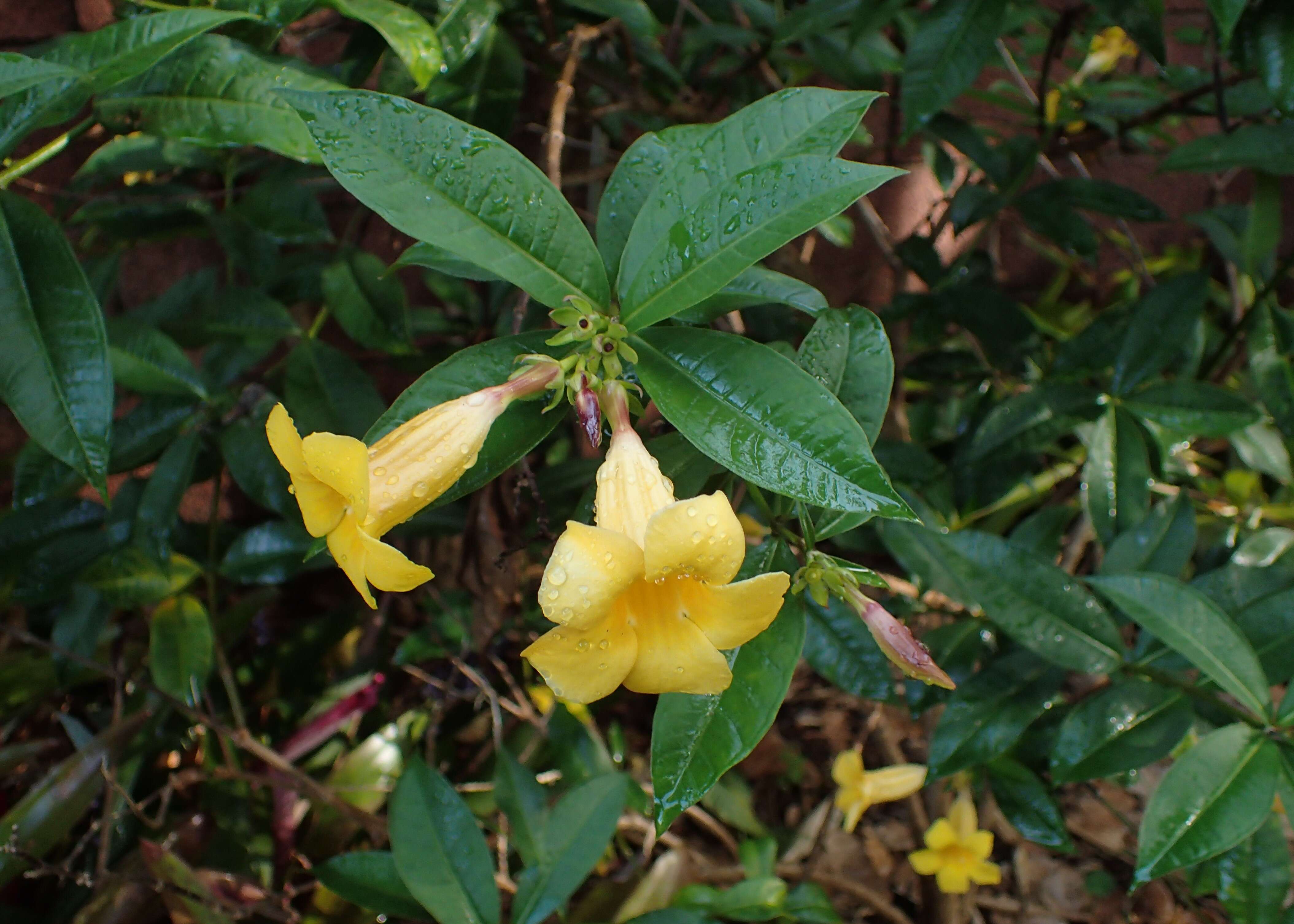 Image of bush allamanda