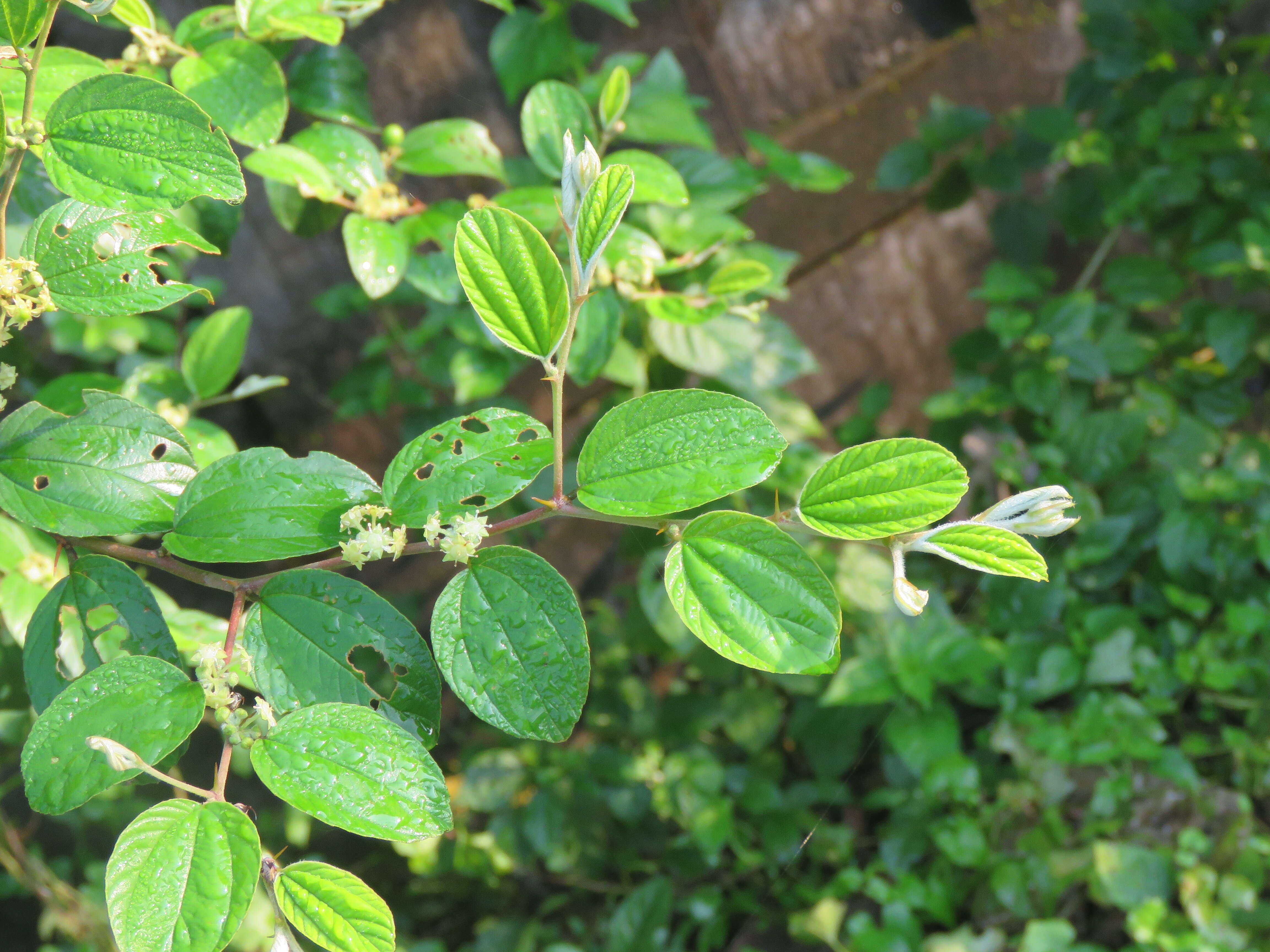 Image of Indian Jujube