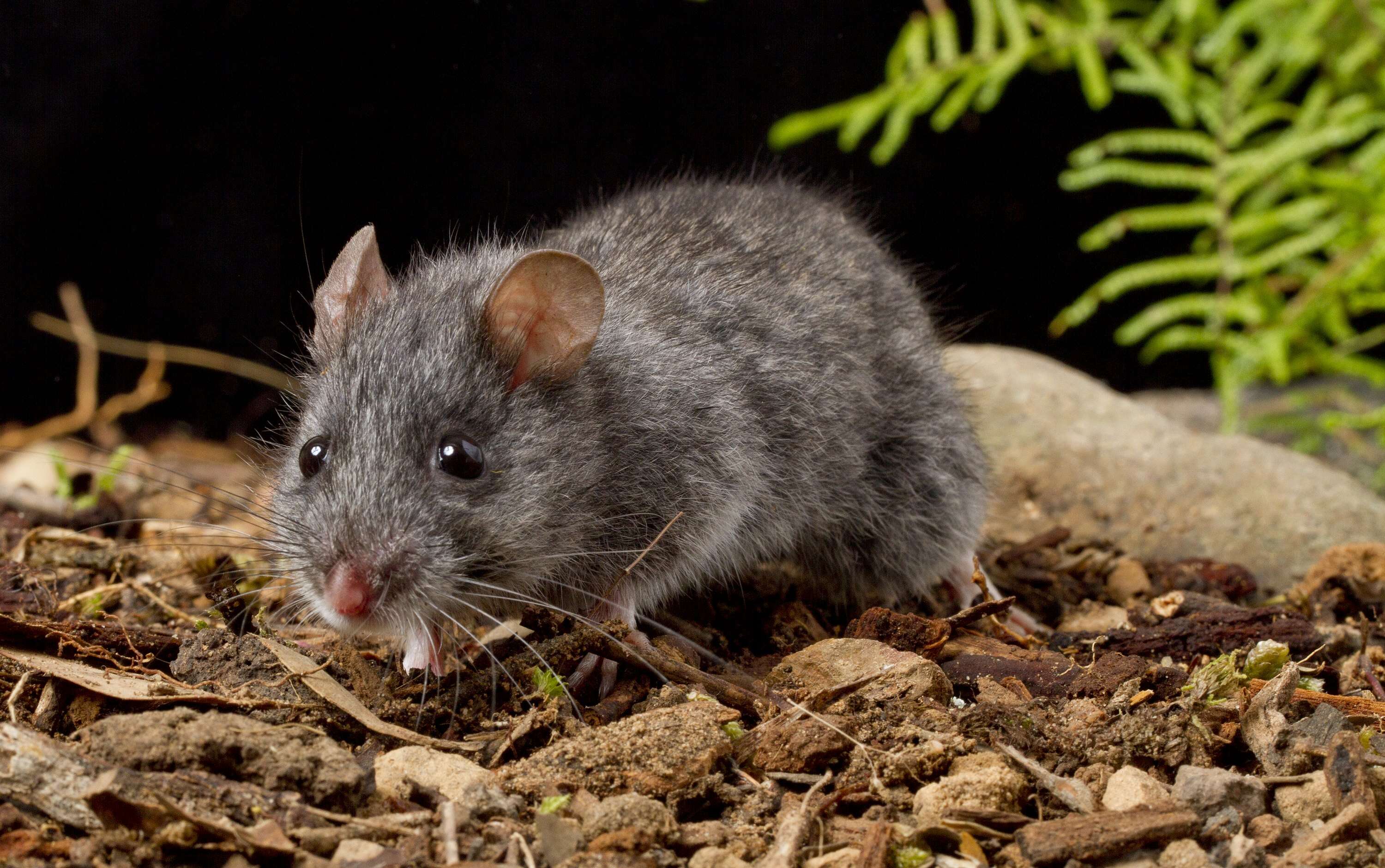 Image of Smoky Mouse