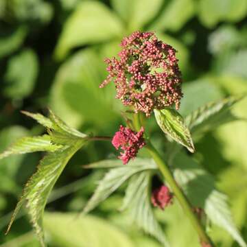 Image of Filipendula multijuga Maxim.