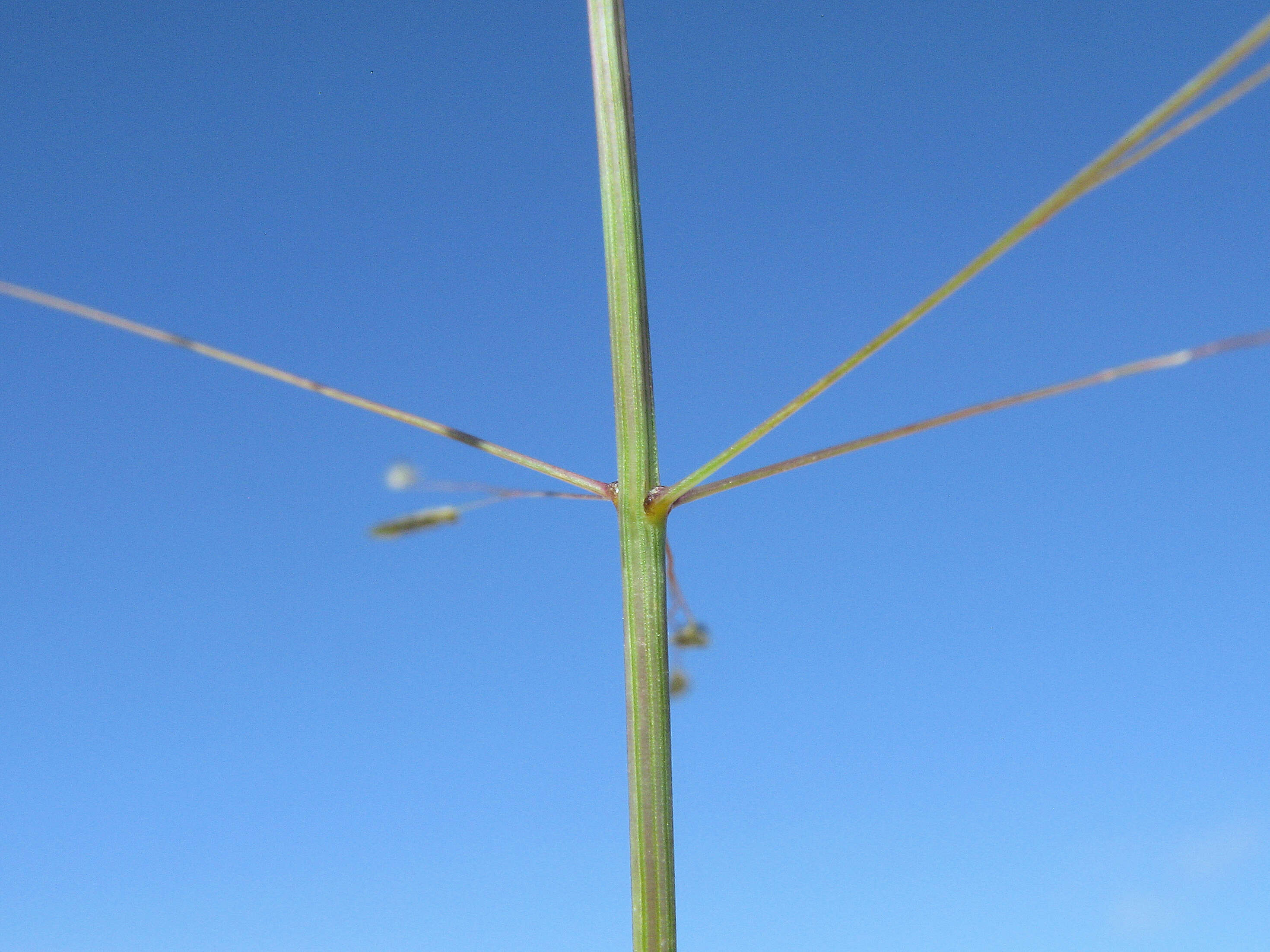 Image of smallflower lovegrass