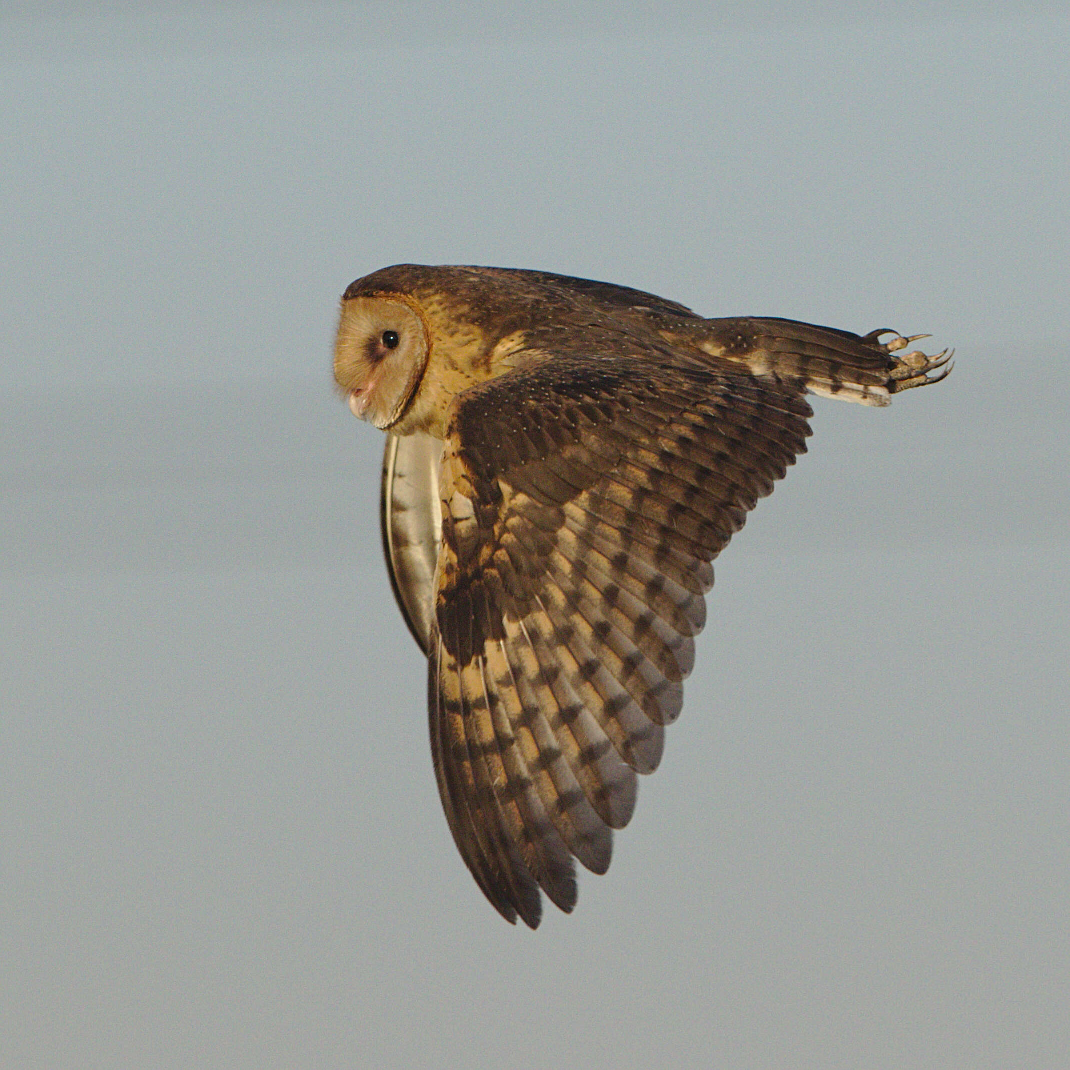 Image of African Grass Owl