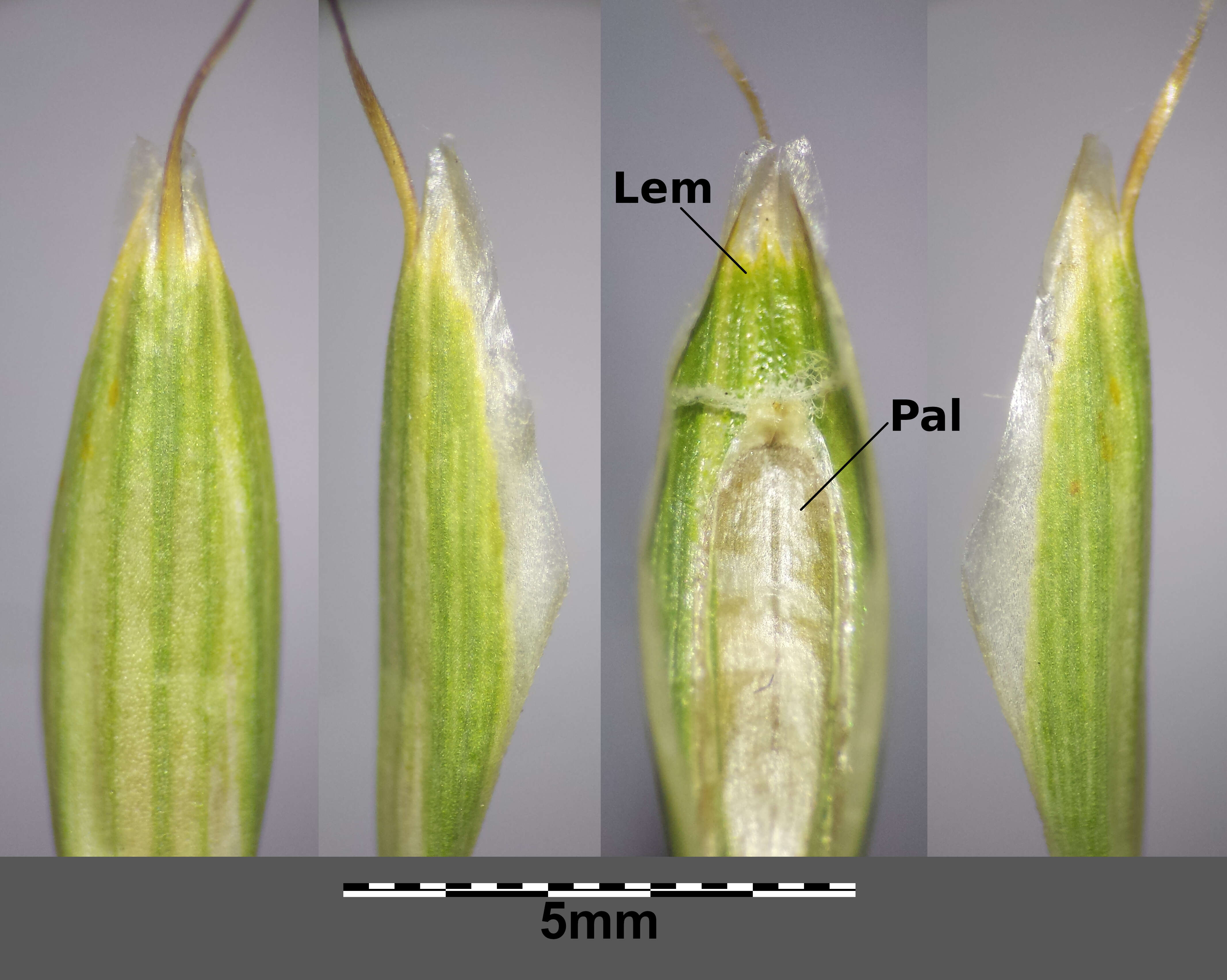 Imagem de Bromus squarrosus L.