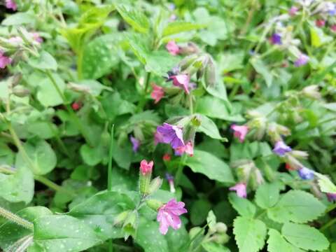 Image of Lungwort