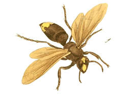 Image of Vespa orientalis Linnaeus 1761