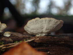 Image of Turkey Tail