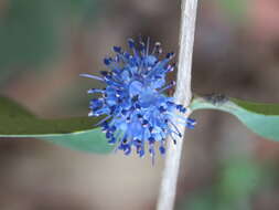 Слика од Memecylon umbellatum Burm. fil.