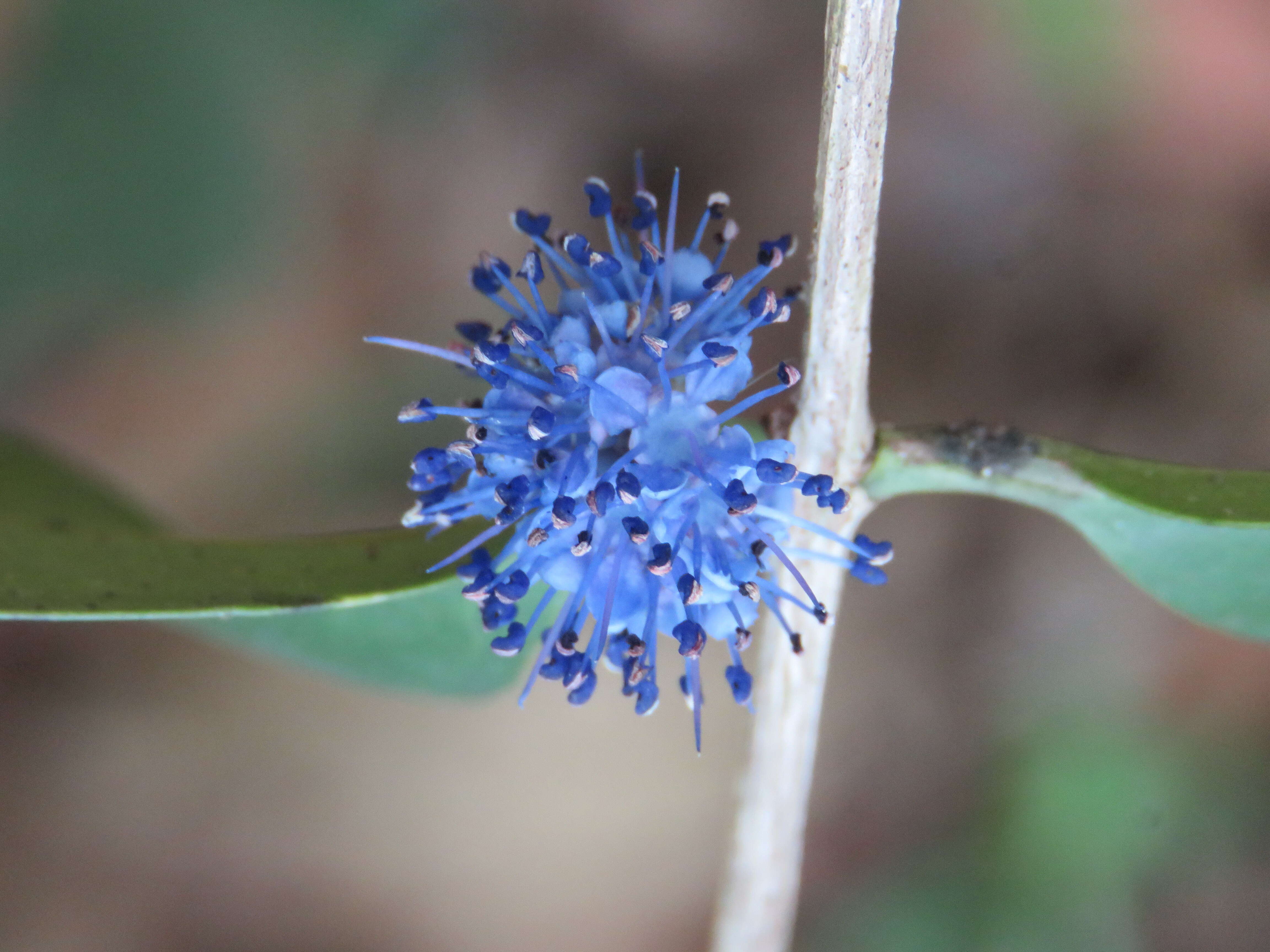 Слика од Memecylon umbellatum Burm. fil.