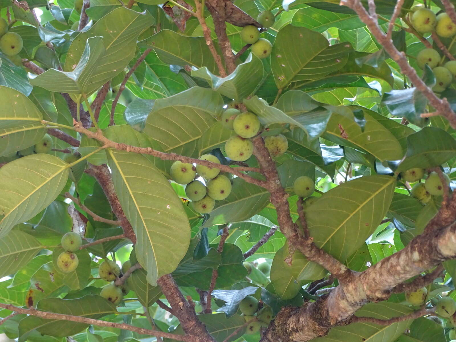 Image of Ficus callosa Willd.
