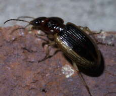 Image of Agonum (Olisares) pallipes (Fabricius 1787)