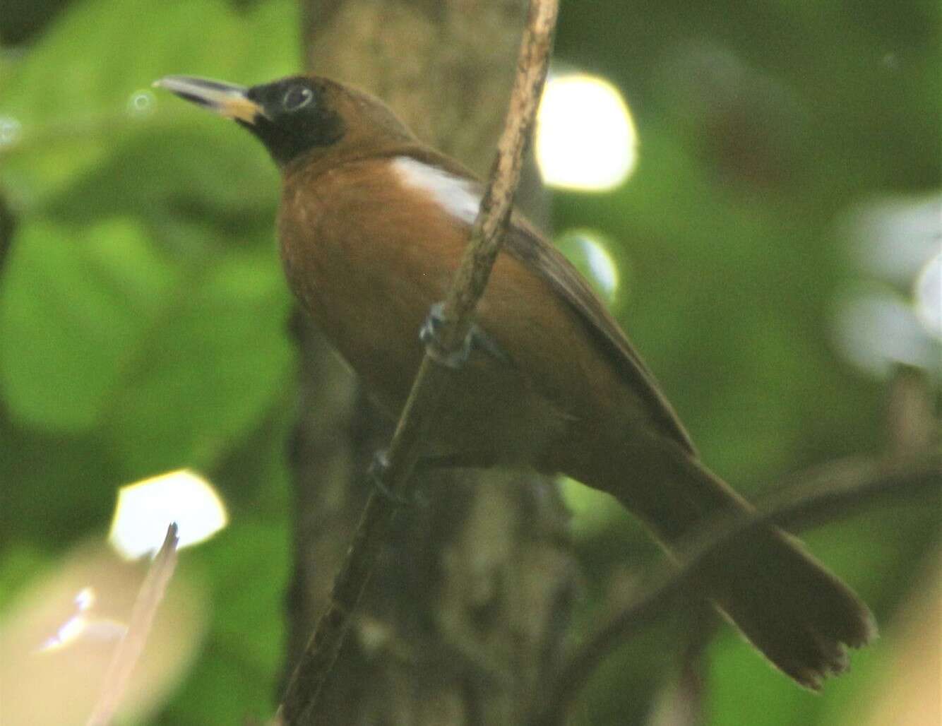 Image of Shrikebill