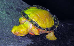 Image of Eastern Painted Turtle