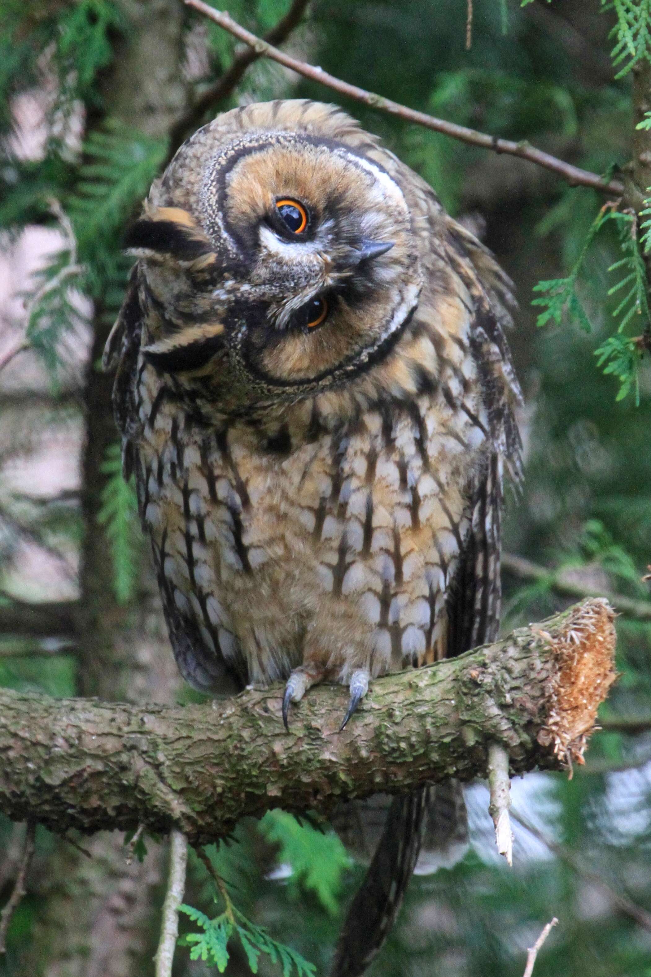 Image of Long-eared Owl