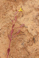 Image of Little Red-Stem Monkey-Flower