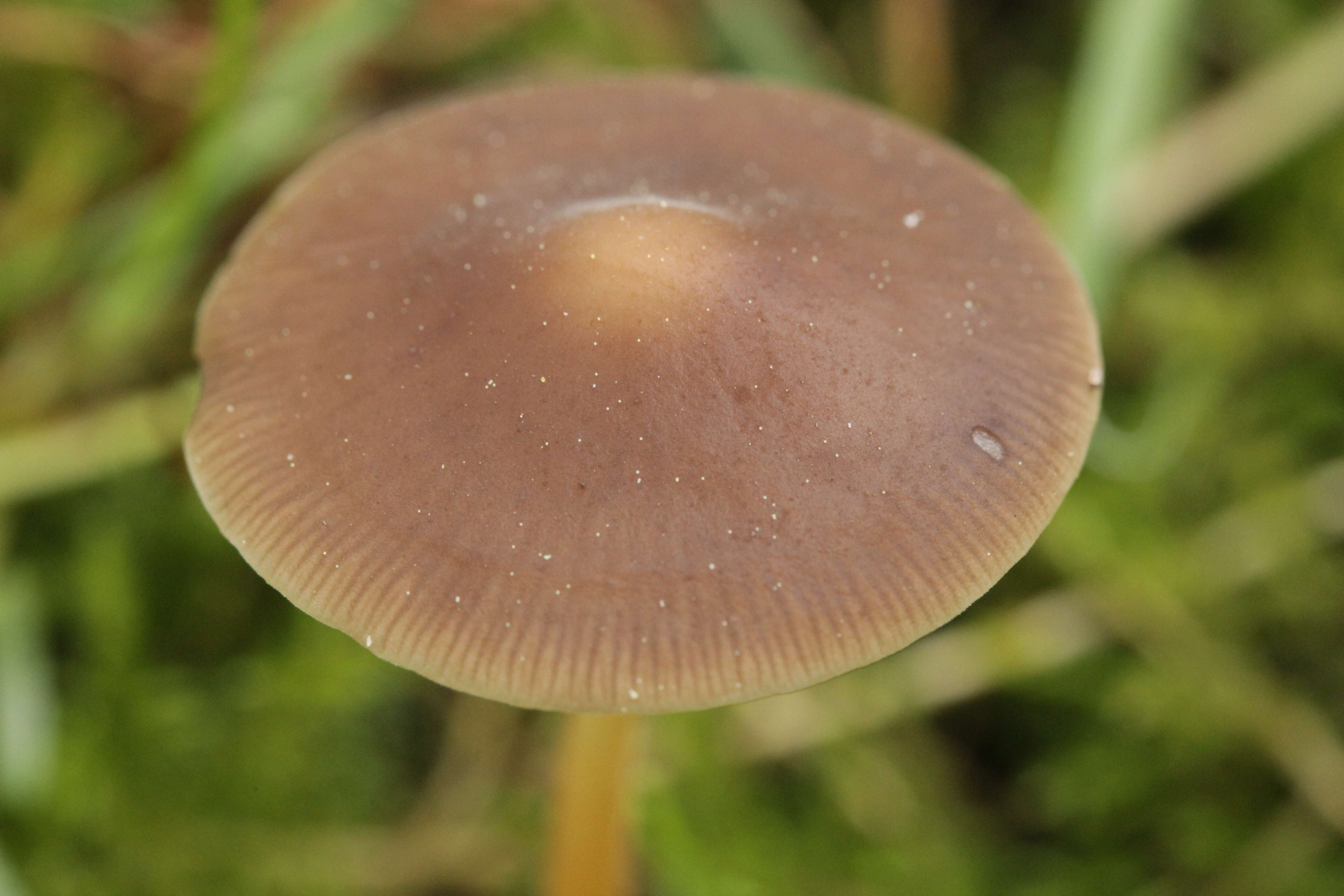 Image of Strobilurus tenacellus (Pers.) Singer 1962