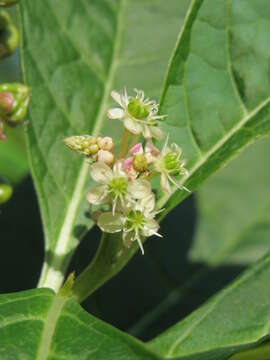 Image of Phytolacca acinosa Roxb.