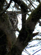 Image of Tawny Owl