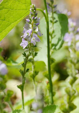 Image of Health Speedwell