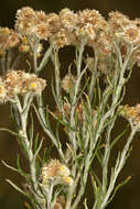 Image of Jersey cudweed