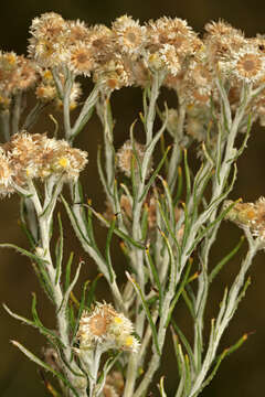 Image of Jersey cudweed