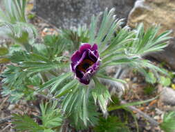 Image of Pulsatilla pratensis subsp. hungarica Soó