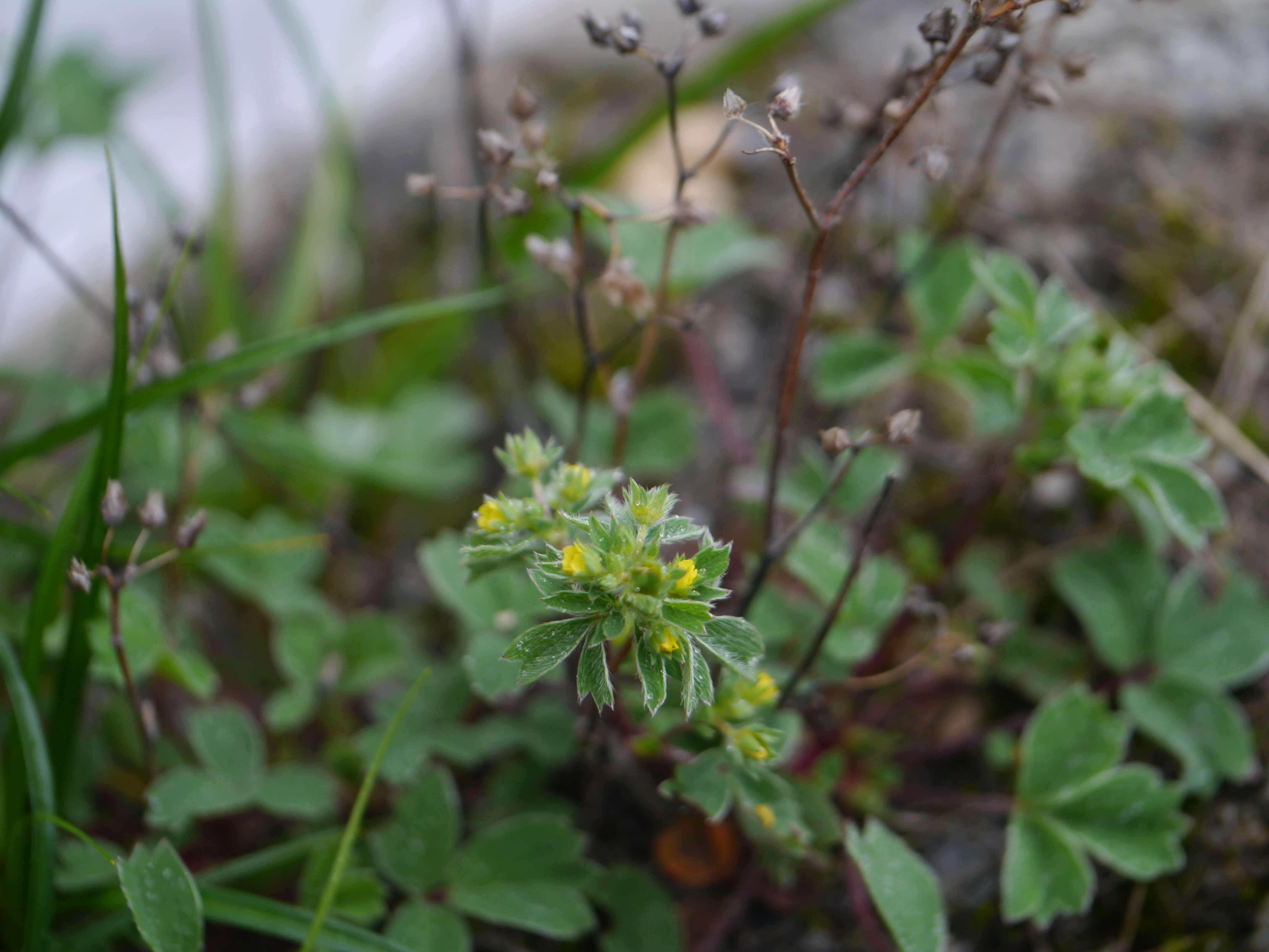 Image of Sibbaldia parviflora Willd.