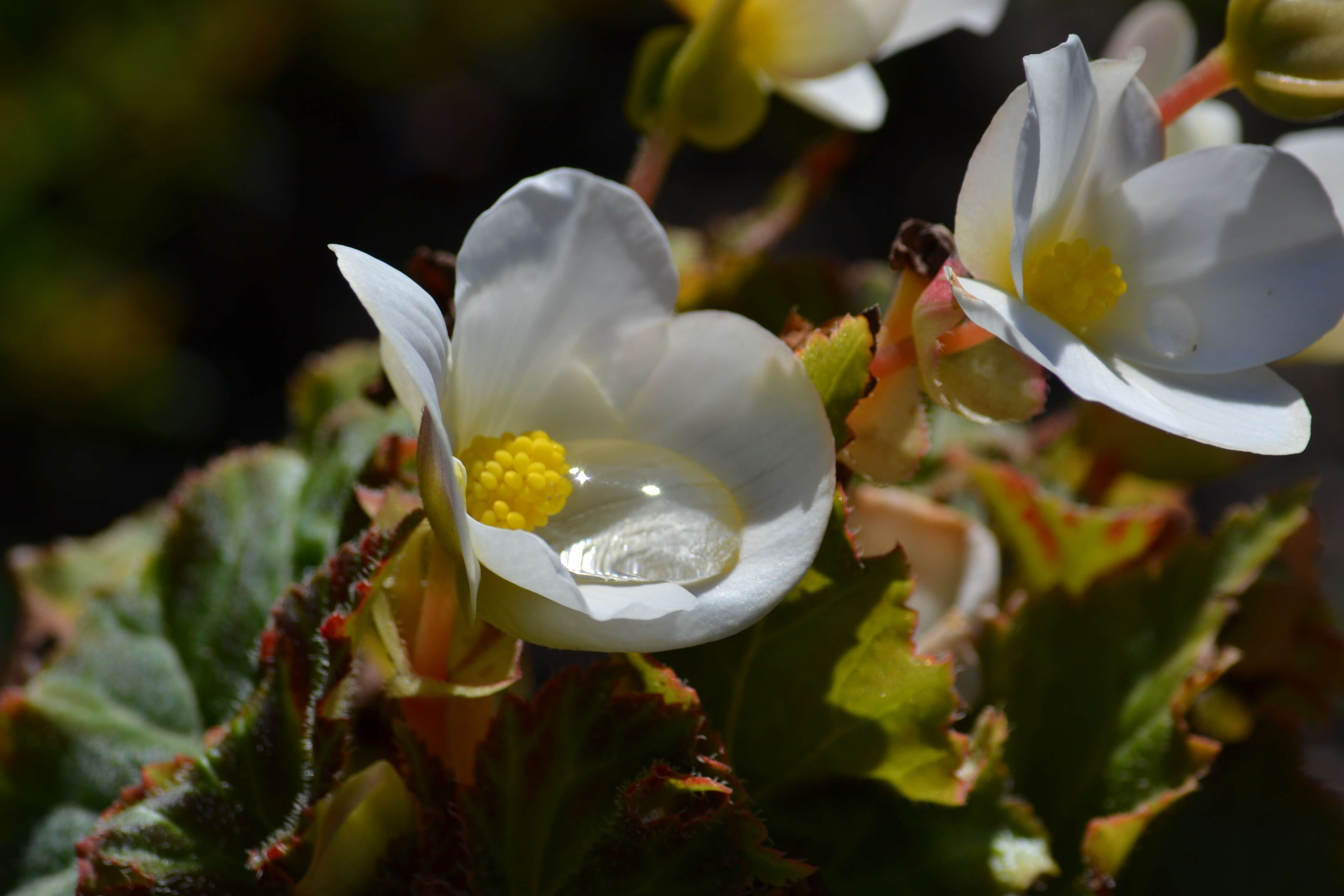 Image of Begonia tuberhybrida Voss