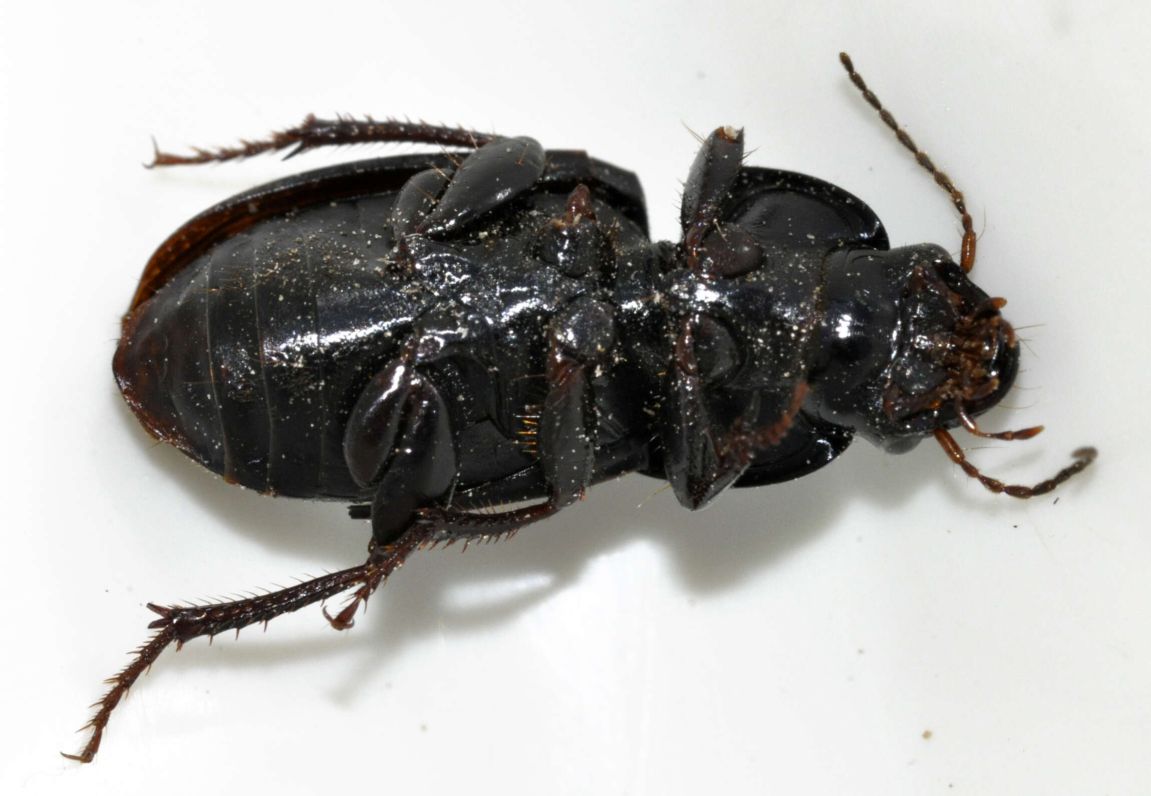 Image de Harpalus (Harpalus) dimidiatus (P. Rossi 1790)