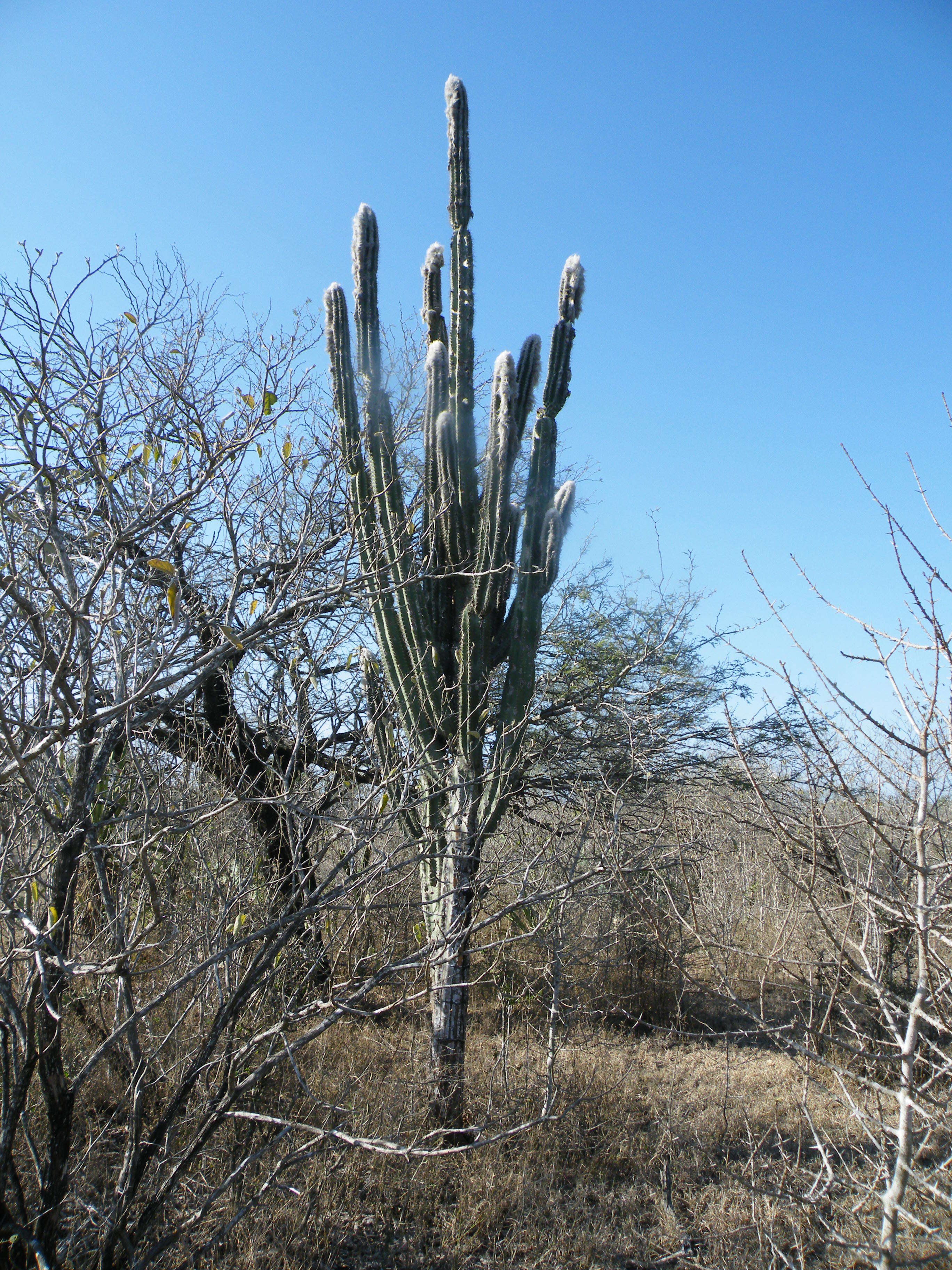 Image of Pilosocereus leucocephalus (Poselg.) Byles & G. D. Rowley