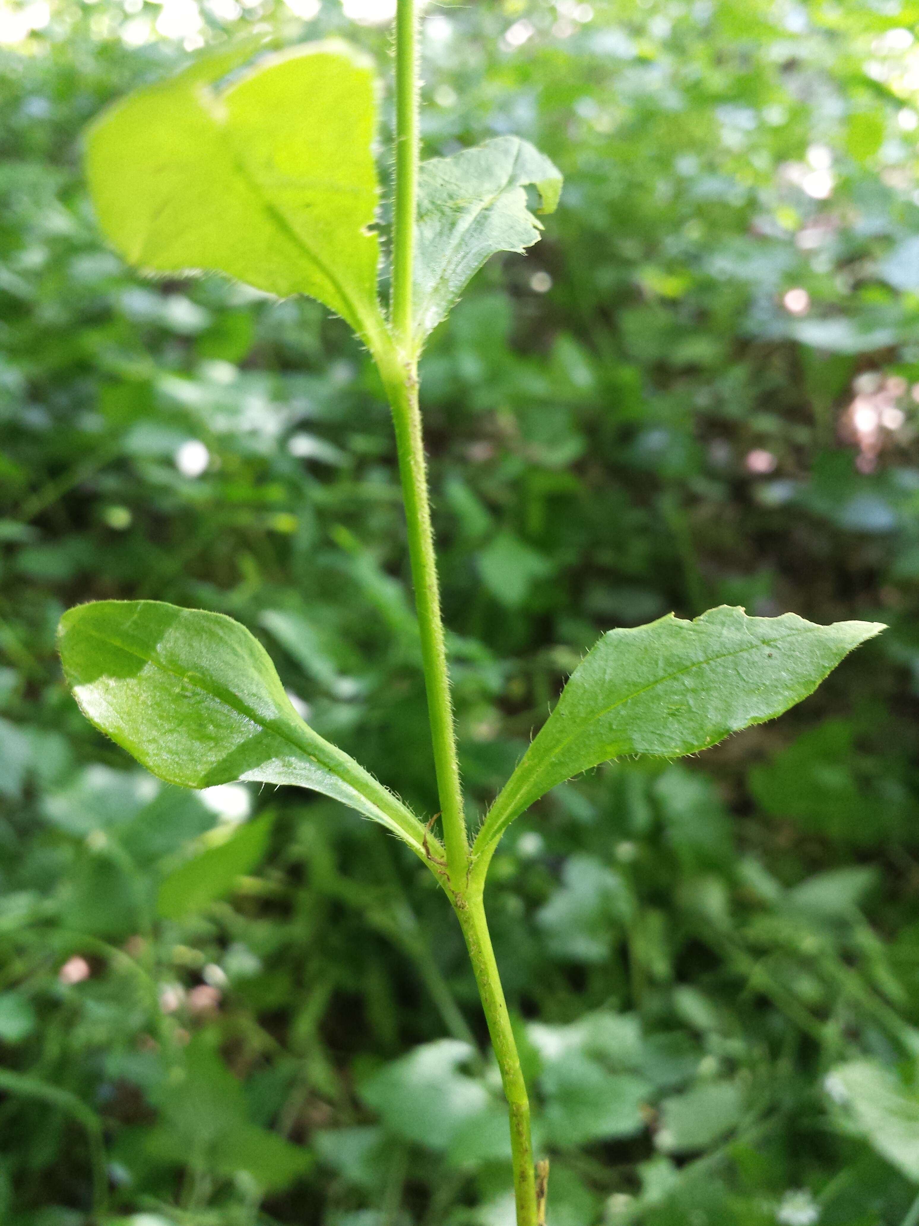 صورة Cerastium sylvaticum Waldst. & Kit.