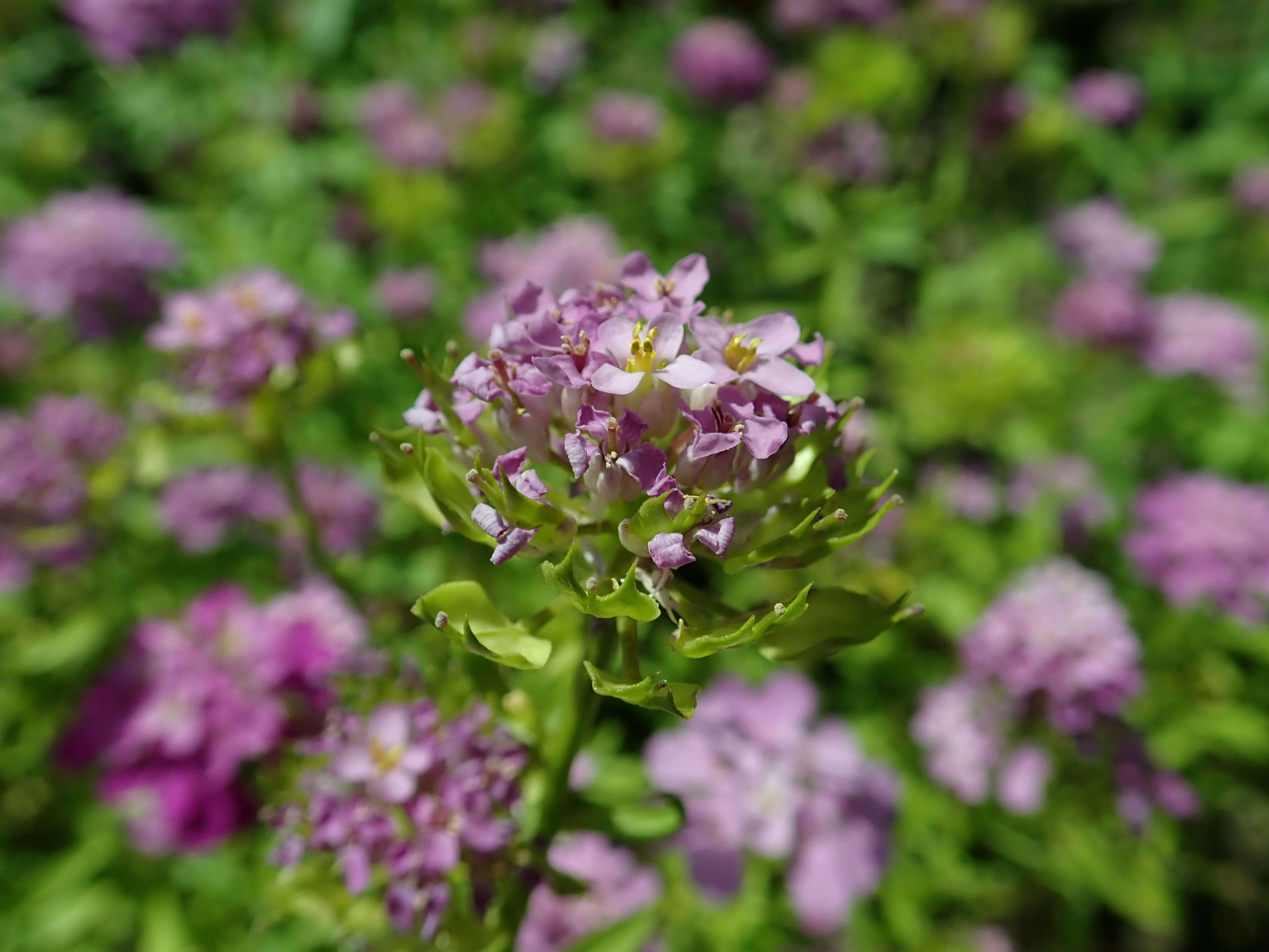 Imagem de Iberis umbellata L.