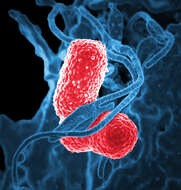 Image of Klebsiella V. B. A. Trevisan 1885