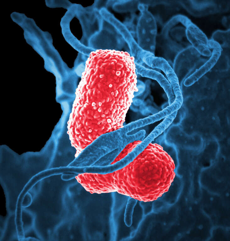 Image of Klebsiella V. B. A. Trevisan 1885