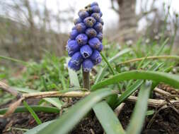 Imagem de Muscari armeniacum H. J. Veitch