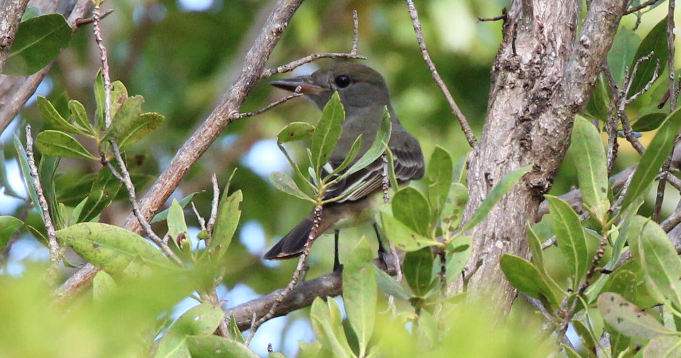 Image of Great Crested Flycatcher