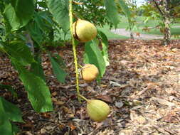 Imagem de Aesculus parviflora Walt.