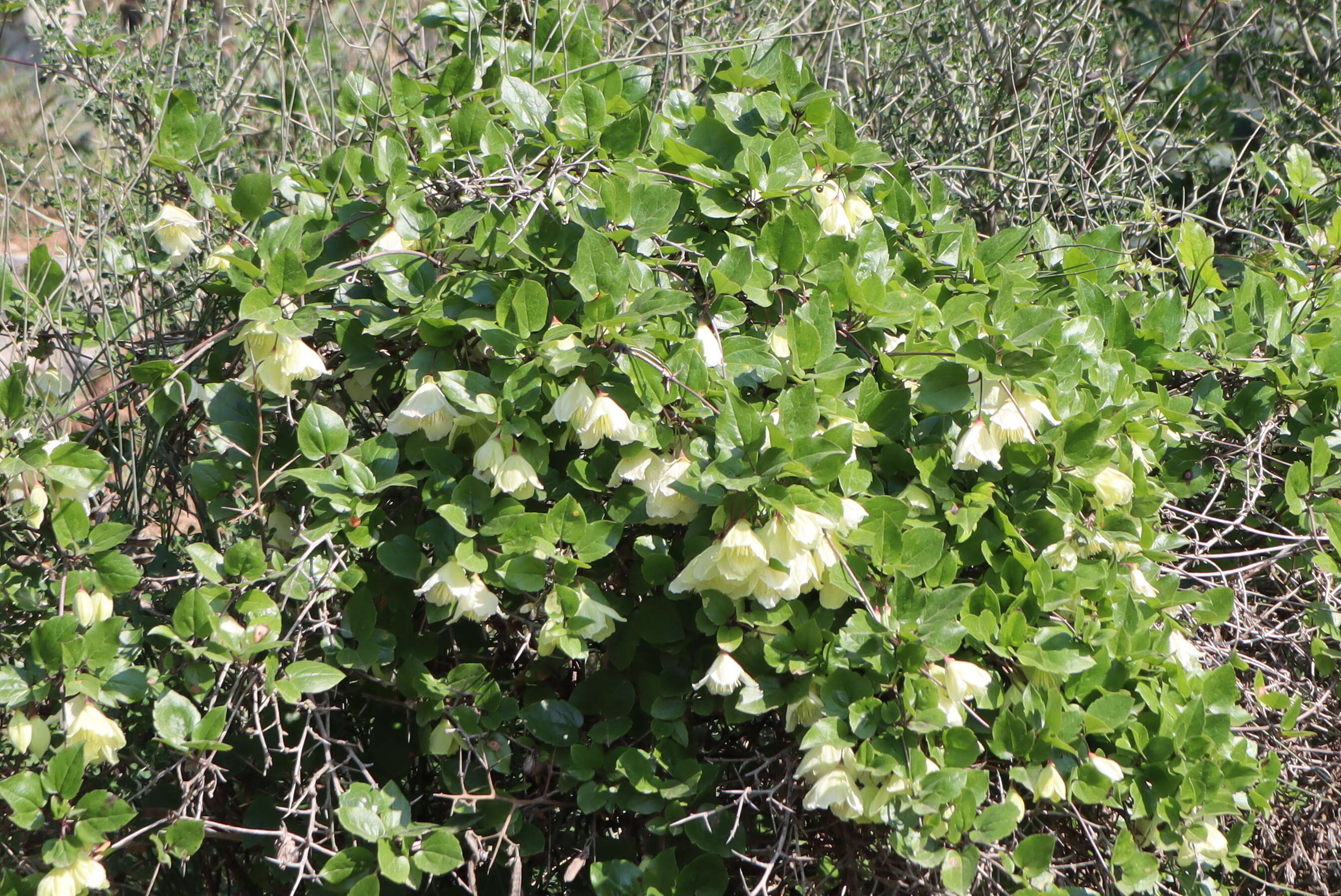 Imagem de Clematis cirrhosa L.