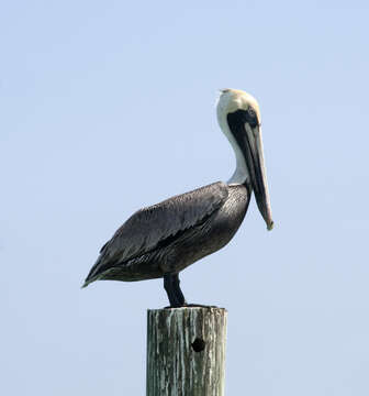 Image of Pelecanus occidentalis carolinensis Gmelin & JF 1789