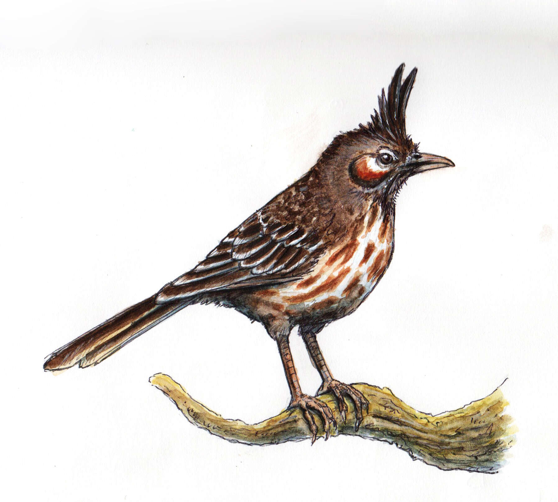 Image of Coryphistera Burmeister 1860