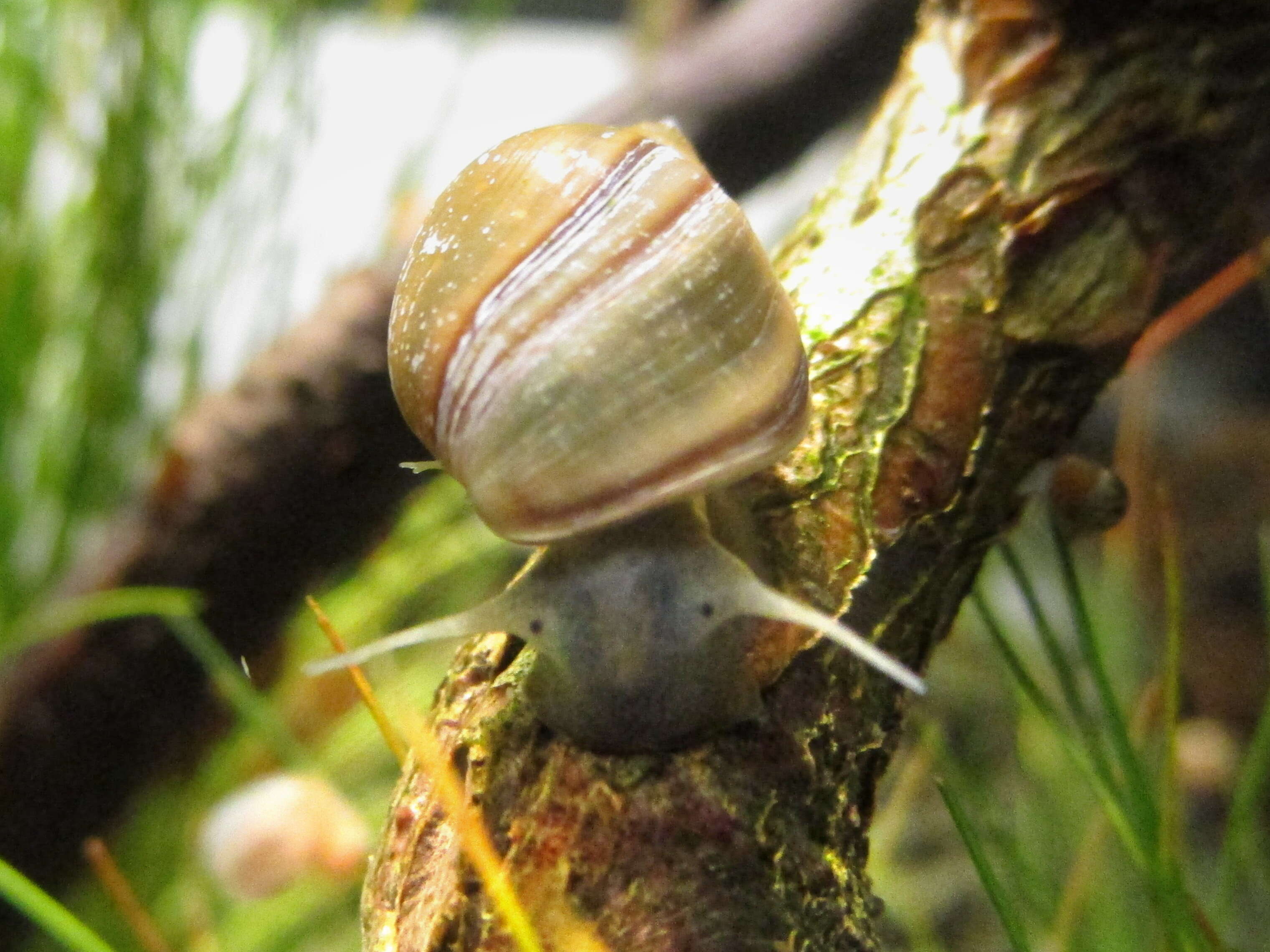 Image of acute bladder snail