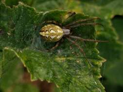 Image of Neoscona adianta (Walckenaer 1802)