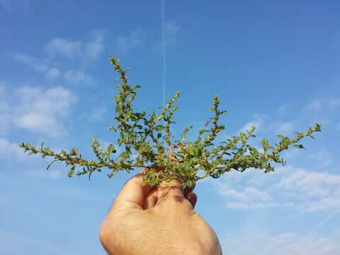 Image of white amaranth, white pigweed