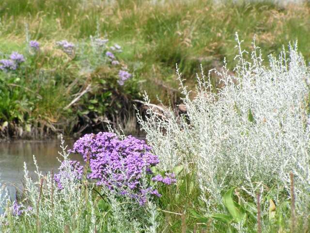 Image of Mediterranean sea lavender