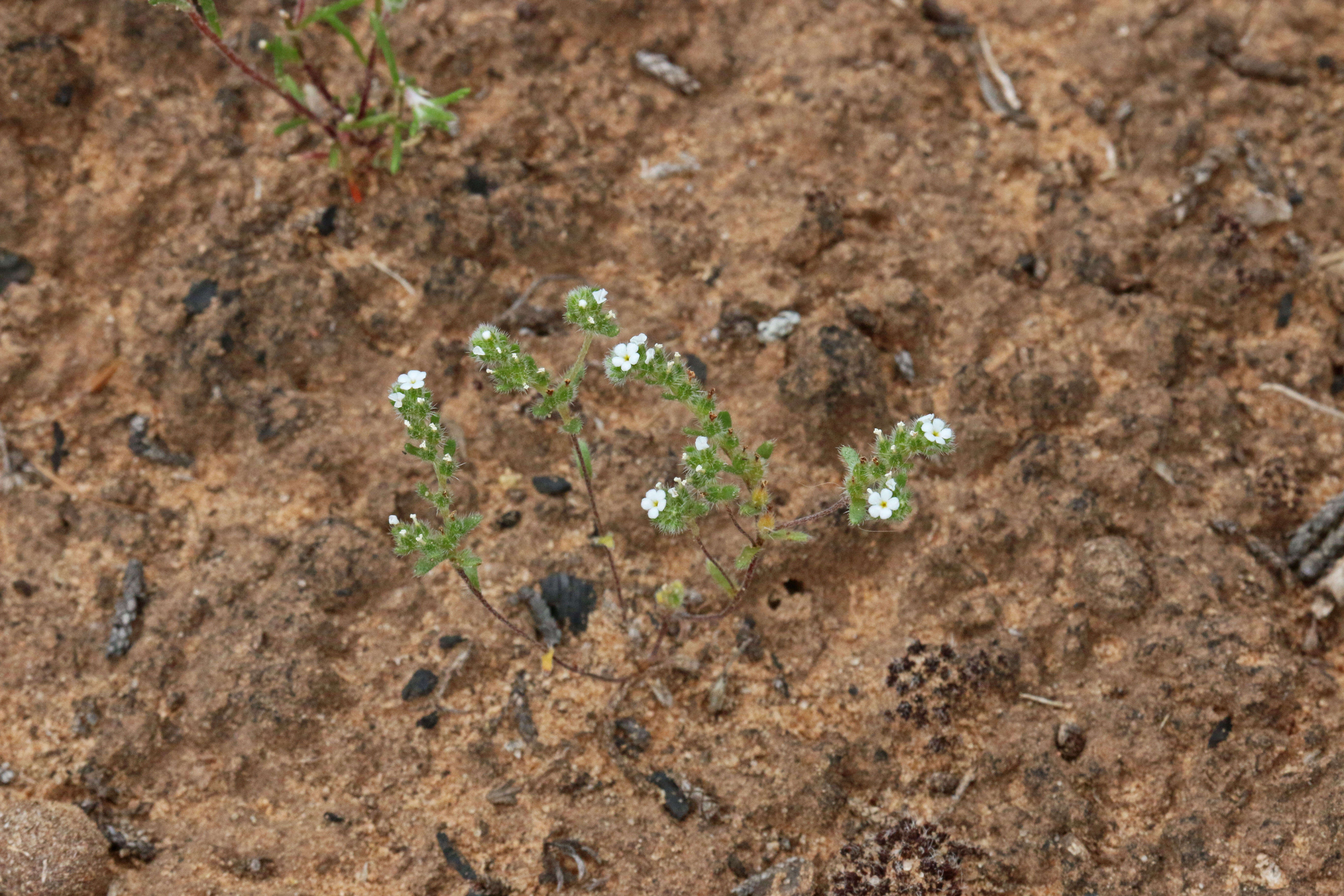 صورة Cryptantha nevadensis Nels. & Kennedy