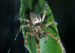 Image of Desid spider