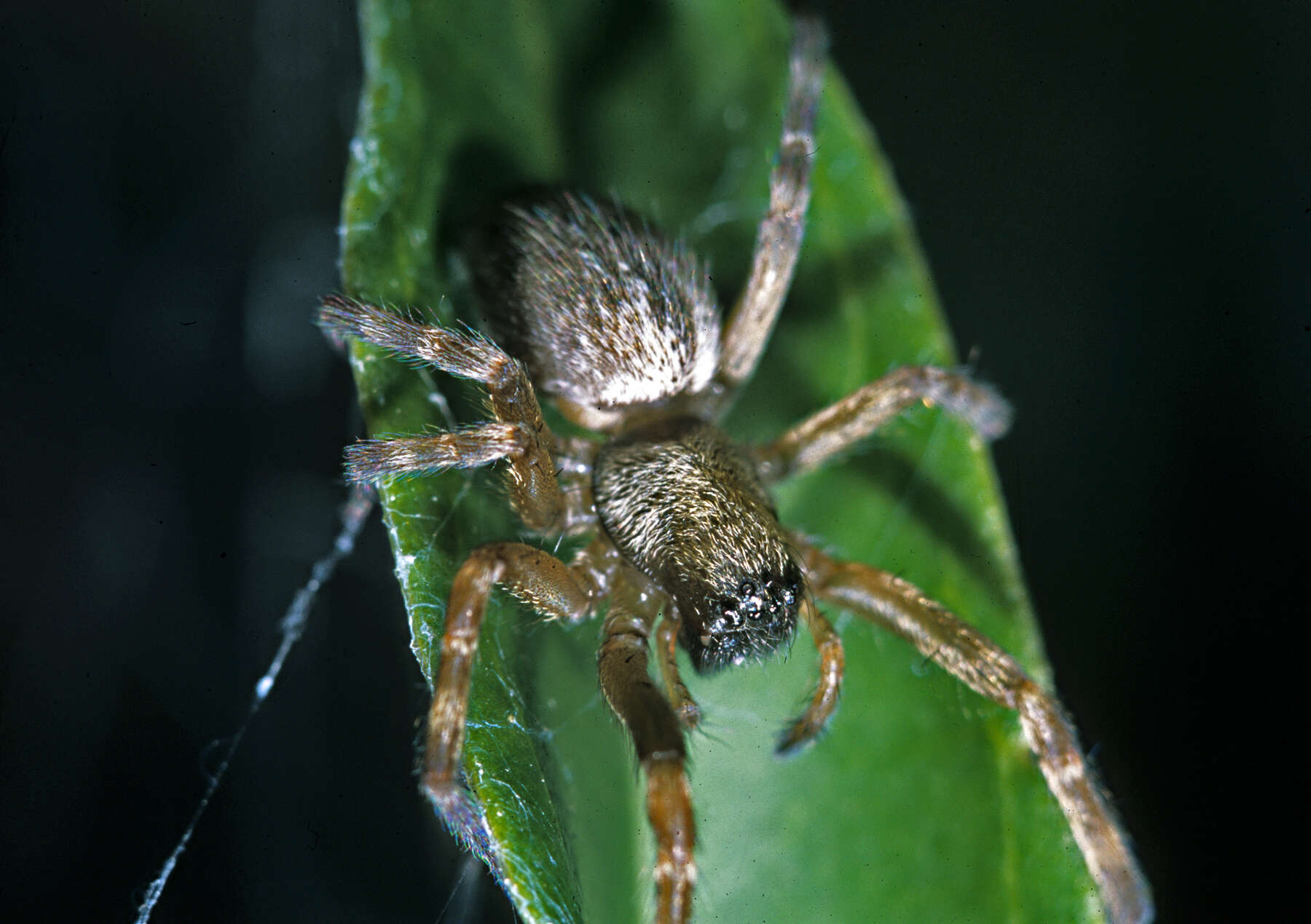 Image of Desid spider