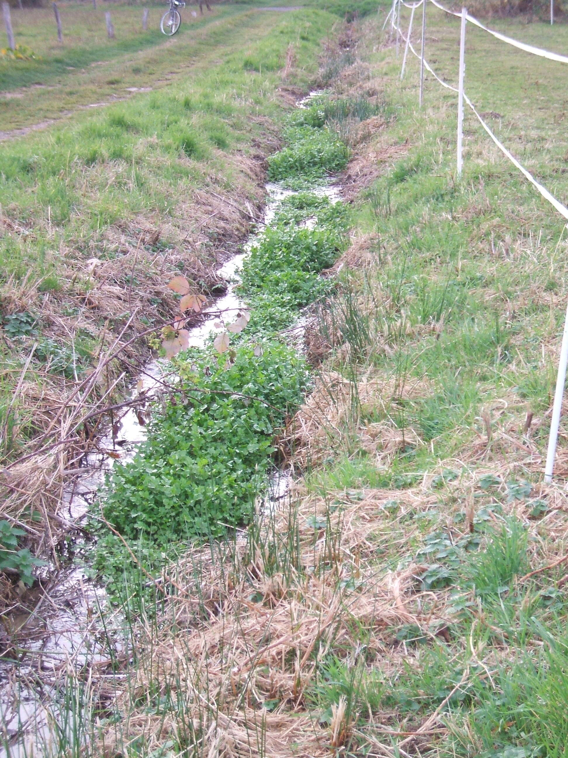 Image of Fool's-Watercress